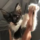 كتن تكسيدو للتبني