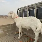 مشروع فحل (تم البيع)