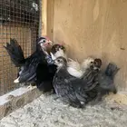 جبانيز بيور