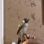 بلبول فرخ