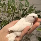 فروخ روز البينو صافي تم البيع