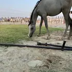 مهره شعبيه