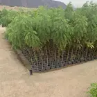 شتلات اكاسيا ونيم وياسمين جمله فقط
