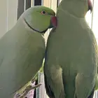 زوج ببغاء الدره