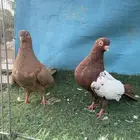 حمام