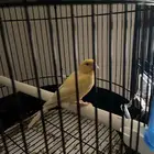 كناري سوري ذكر