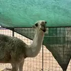 قعود رماني