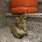 قطه تائه لو احد يعرف صاحبها يتواصل معي علي رقمي