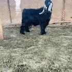 تيس عارضي فحل