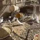 حمام باكستاني