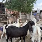 معزا صنف الصنف