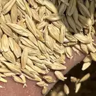شعير