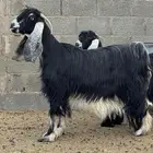 معزا صنف دفيع الدوادمي