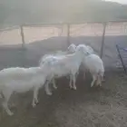 غنم دفيع