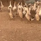 موجود وزز عراقي وبلدي