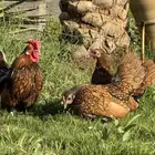 دجاج زينه سبرايت