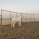 مشروع فحل حري
