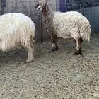 شياه مضاريع