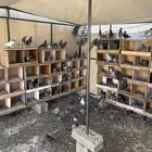 حمام للبيع