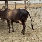 بقرة بلدي