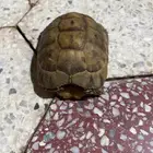 سلحفاة الصحراويه