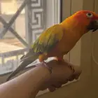 صن كنيور اليف