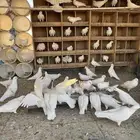 حمام فرنسي ابيض للبيع