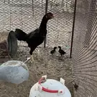 دجاجه باكستانيه للبيع