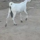 عنز رباع متاوم