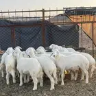 طليان ( تم البيع )