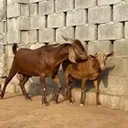 فحل ادهم صنف ثني(تم البيع)