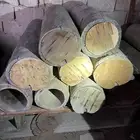 خلايا بلدي كازورينا ( اثل امريكي) سرو ( متينة ) مقاس وسط