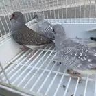 يمام الماسي
