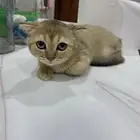 قطوه