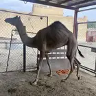 بكره