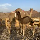 خلفه بريه تحتها بكره طيبه مصغر الحد 8300