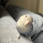 روز اليف