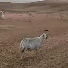 شاه حريه