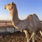 ذلول فاخره