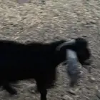 للبيع تيوس عوارض
