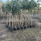 مشاتل زراعية جملة