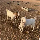جفرتين العمر 7 شهور