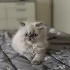 قطط هملايا