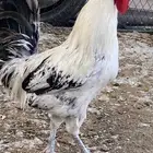 ديك للبيع اعلى سوم نصيبه والبيع مستعجل