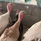 دجاج رومي ديك رومي