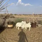 طليان ورخال منصوفه