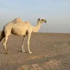 للبيع ضروبه