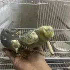 للبيع طيور كروان