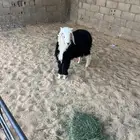 خروف نجدي طيب ظهر وطرف