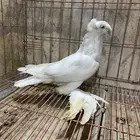 طيور زينه نجفي